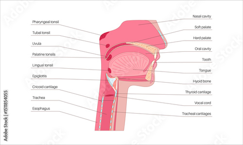 Upper respiratory tract
