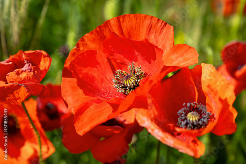 Paesaggio Pugliese: Papaveri Selvatici Sotto il Sole di Primavera