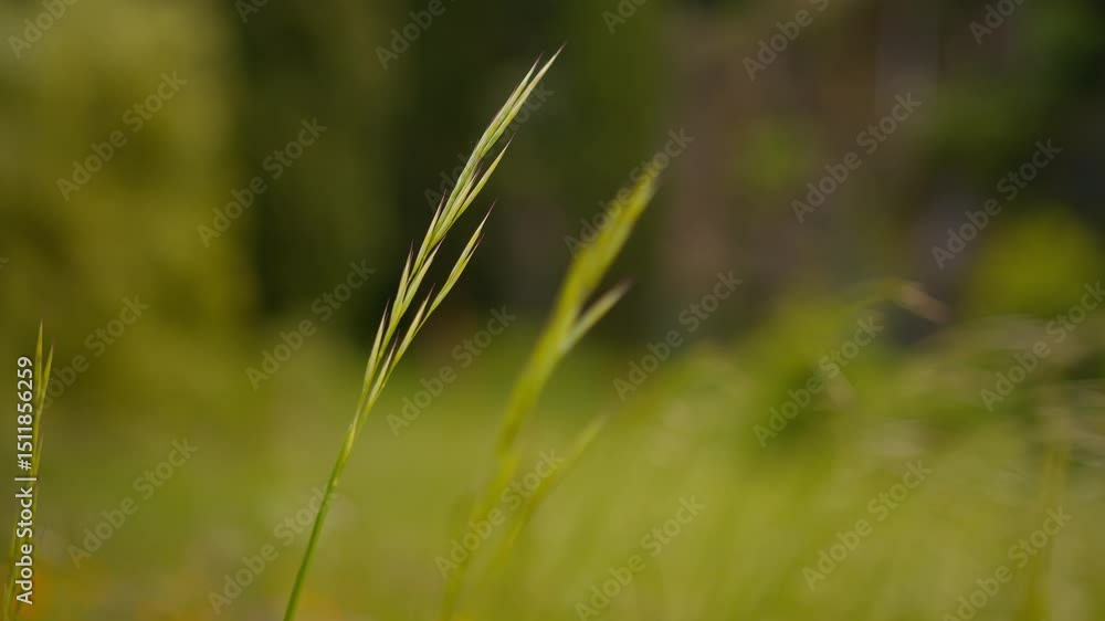 POV macro shot of hand touching Vulpia myuros and similar grasses in garden at Lake Como, Italy (Lago di Como, Italia) POV macro shot of hand touching Vulpia myuros and similar grasses in garden at Lake Como, Italy (Lago di Como, Italia)