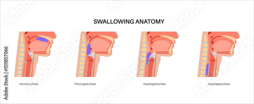 Swallowing process poster