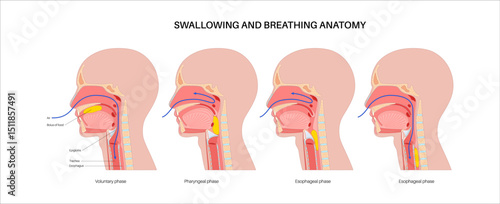 Breathing and swallowing