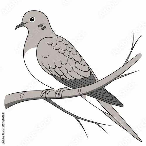 Mourning Dove vector image