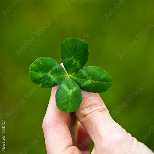 Ein vierblättriges Kleeblatt in der Hand