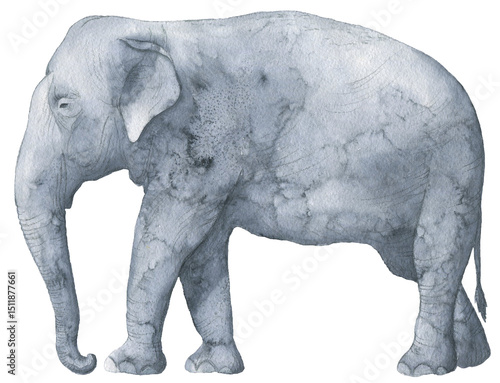 Majestic Asian Elephant Watercolor Painting on Transparent Background Wildlife Art Print