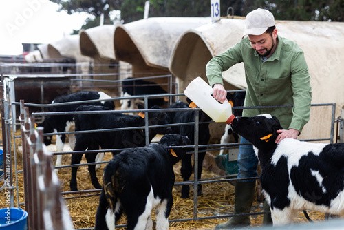 Fotografie Farmer man feeding calves on dairy outdoor farm