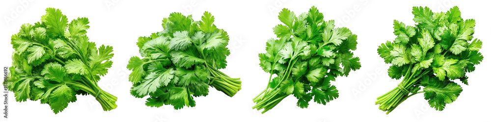 Fototapeta premium Fresh bunch of organic cilantro leaves with vibrant green foliage, PNG die cut isolated on transparent background