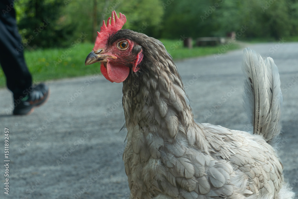 Naklejka premium Close-up view of Charming Gray Chicken Gracefully Wandering Through a Lush Backyard Garden Bathed in Warm Spring Sunlight, Capturing the Essence of Rural Serenity and Nature's Beauty.