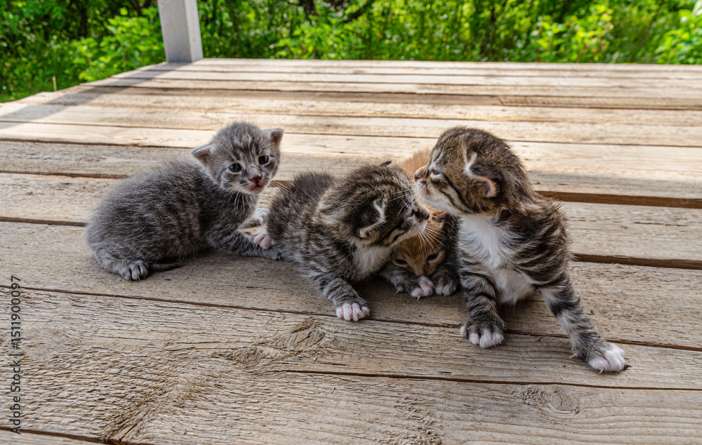 Obraz premium group A small newborn kitten lies on a wooden surface outdoors, against the backdrop of a blurred green garden foliage. The kittens have barely open eyes, showing vulnerability and cuteness.