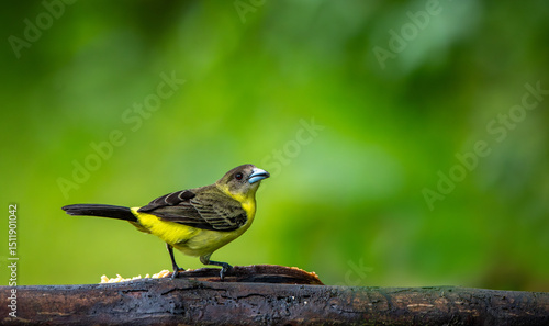 Tableau sur toile Lemon-tailed tangara female again on mossy stick.