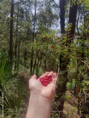 Bild auf Leinwand A hand holding native Australian cranberries (Styphelia humifusa) in bushland in