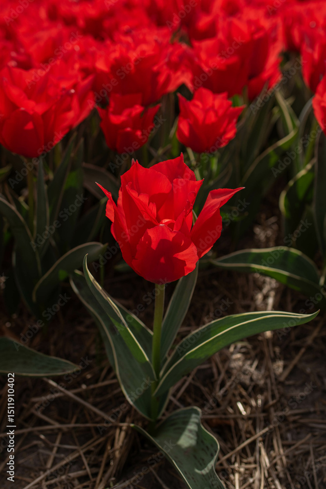 Fototapeta premium red tulips flowers