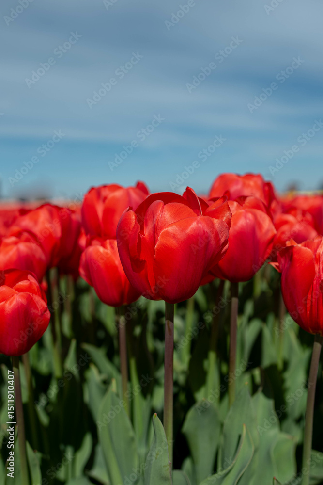 Obraz premium red tulips flowers