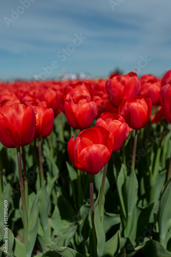 red tulips flowers