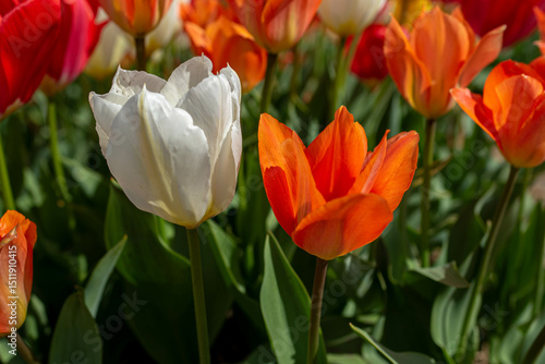 red and yellow tulips