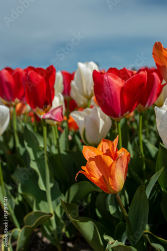 red and yellow tulips