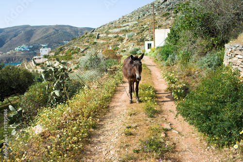 Mule on a Flower-Lined Path in Rural Amorgos, Greece – Peaceful Mediterranean Countryside with Hills, Wildflowers, and Traditional Houses