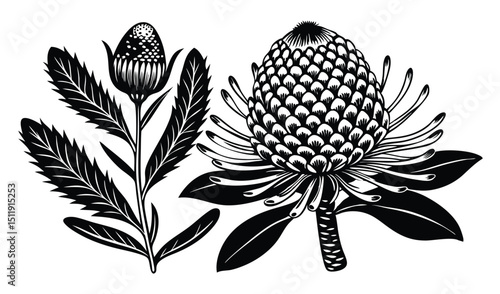 Black and white pincushion protea flower illustration