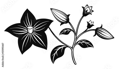 Black and white illustration of campanula flowers and buds