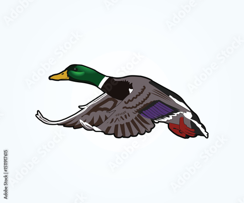 colorful  mallard flying duck graphic design, flying mallard duck vector illustration art