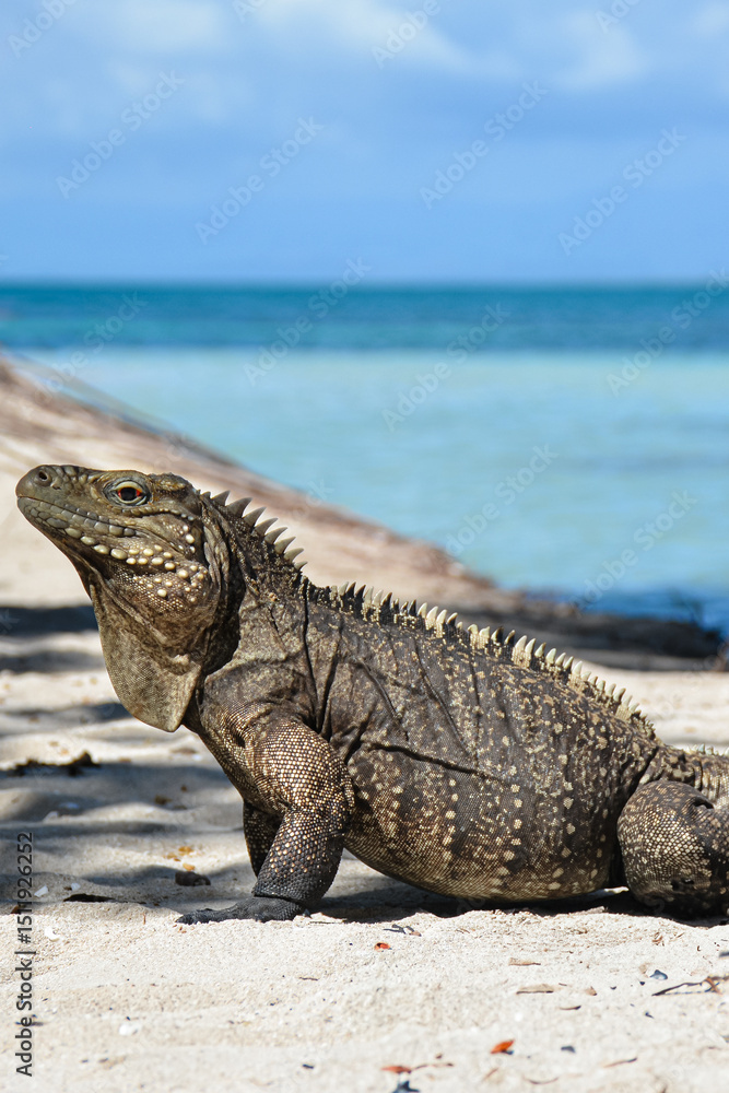 Fototapeta premium An iguana rests on warm sand, calmly basking in the sunlight. Its scaly skin blends with the surroundings, while its relaxed posture reflects the peacefulness of the natural setting.