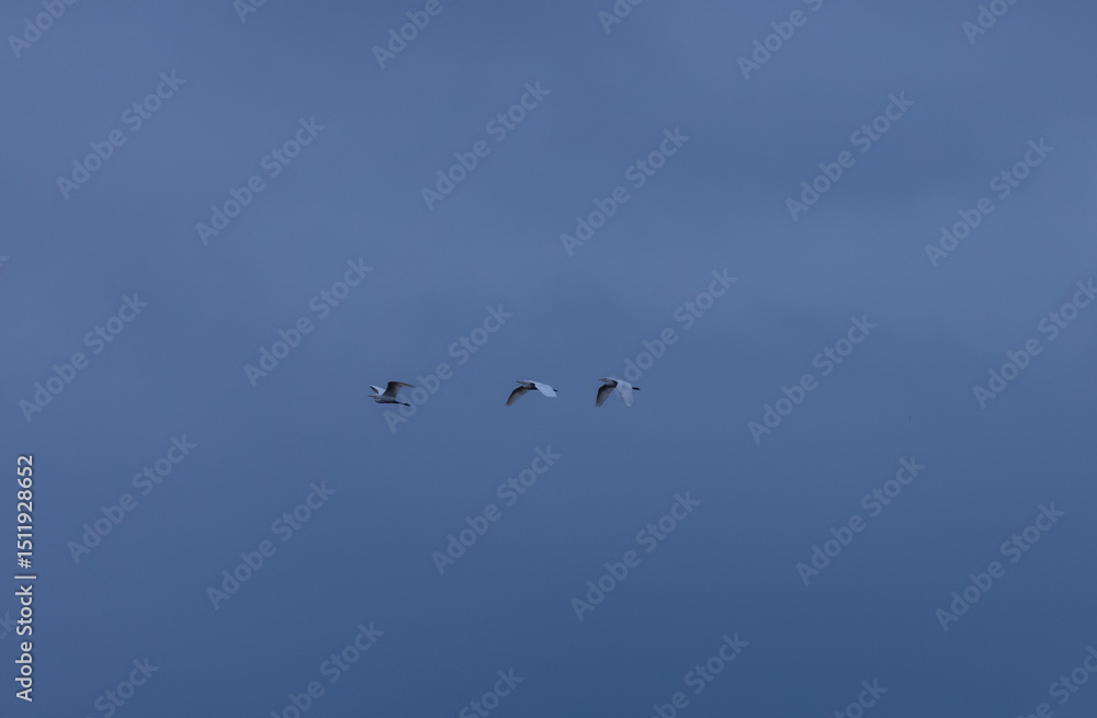 Obraz premium River tern (Sterna aurantia) fishing in the ram ganga river of jim corbett.