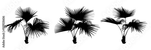 Collection of the black palm trees isolated on a white background. Desert and tropical houseplants. 

