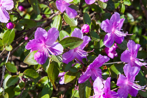 Purple rhododendron flowers. Charming bouquets of flowers with green leaves on the background of the silhouette of a flowering bush. The sun's rays create beautiful spots on the flowers