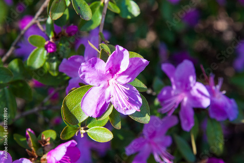 Purple rhododendron flowers. Charming bouquets of flowers with green leaves on the background of the silhouette of a flowering bush. The sun's rays create beautiful spots on the flowers
