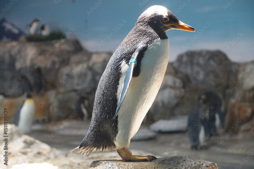 Fototapeta premium ジェンツーペンギン