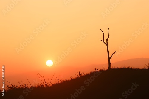 Silhouette of a barren tree on a hill at sunset, with a vibrant orange sky. The sun is near the horizon, casting a serene and tranquil mood