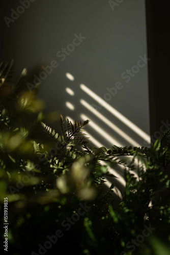 fern leaf on a black background