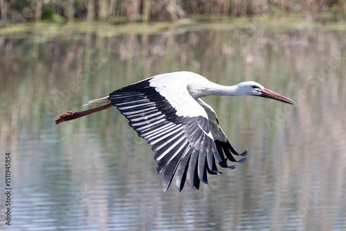 Wallpaper Mural flying white stork Torontodigital.ca