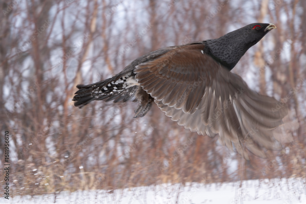 Obraz premium Western capercaillie (Tetrao urogallus)
