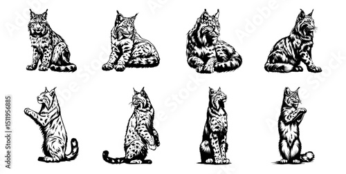 set of wild lynx cat vector illustrations, wildlife and zoological 