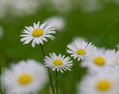 Beautiful close-up of bellis perennis