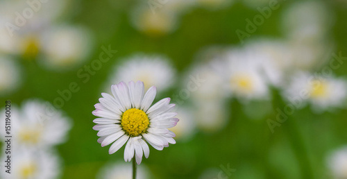 Beautiful close-up of bellis perennis