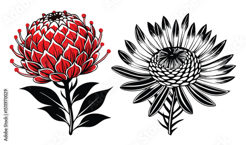 Red and black pincushion protea flower illustrations