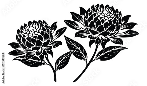 Elegant black and white pincushion protea flowers