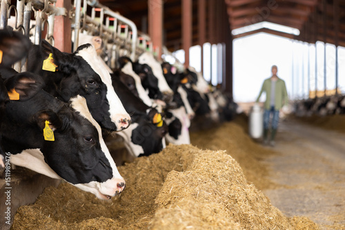 Closeup of black and white Holstein dairy cows eating forage while peeking out from behind stall fence in livestock farm on blurred background of farmer carrying milk can