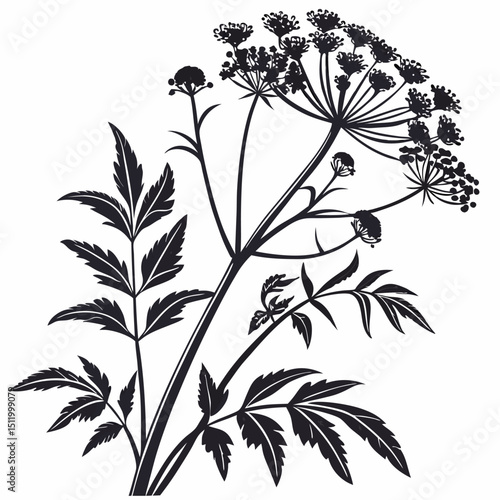 black and white angelica