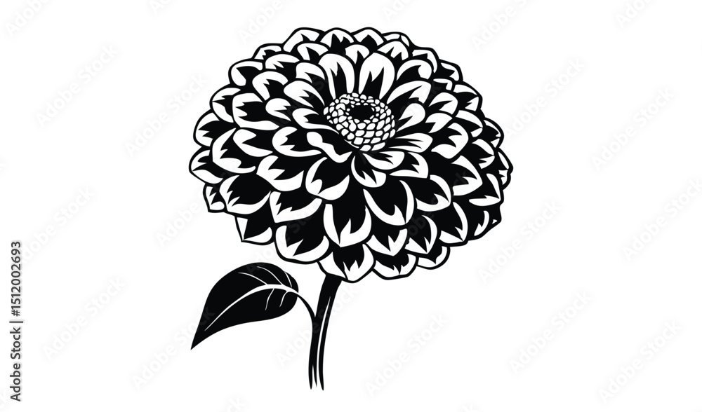 Fototapeta premium Black and white dahlia and zinnia flower illustrations