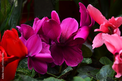 Purple, red and pink flowers
