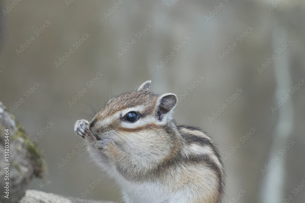 Fototapeta premium ヒマワリの種を食べるシマリス