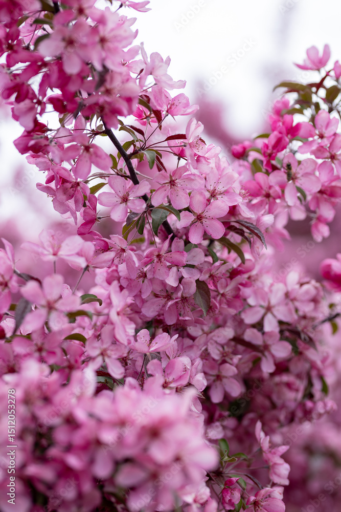 Fototapeta premium Vibrant Pink Flower Blossoms in Spring Bloom