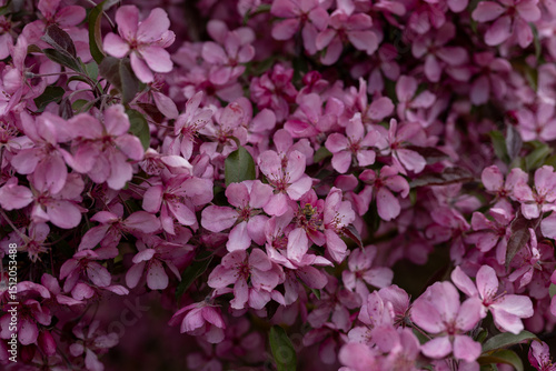 Vibrant Pink Flower Blossoms in Spring Bloom