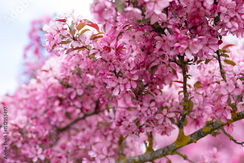 Vibrant Pink Flower Blossoms in Spring Bloom
