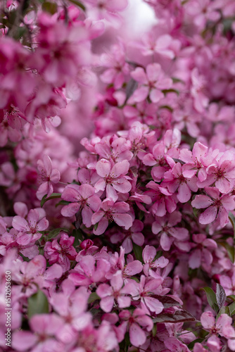 Vibrant Pink Flower Blossoms in Spring Bloom