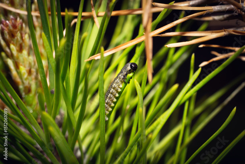 Red-headed pine sawfly caterpillar is eating pine needle, macro shot.
