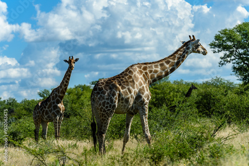 Namibia, Etosha National park, giraffa