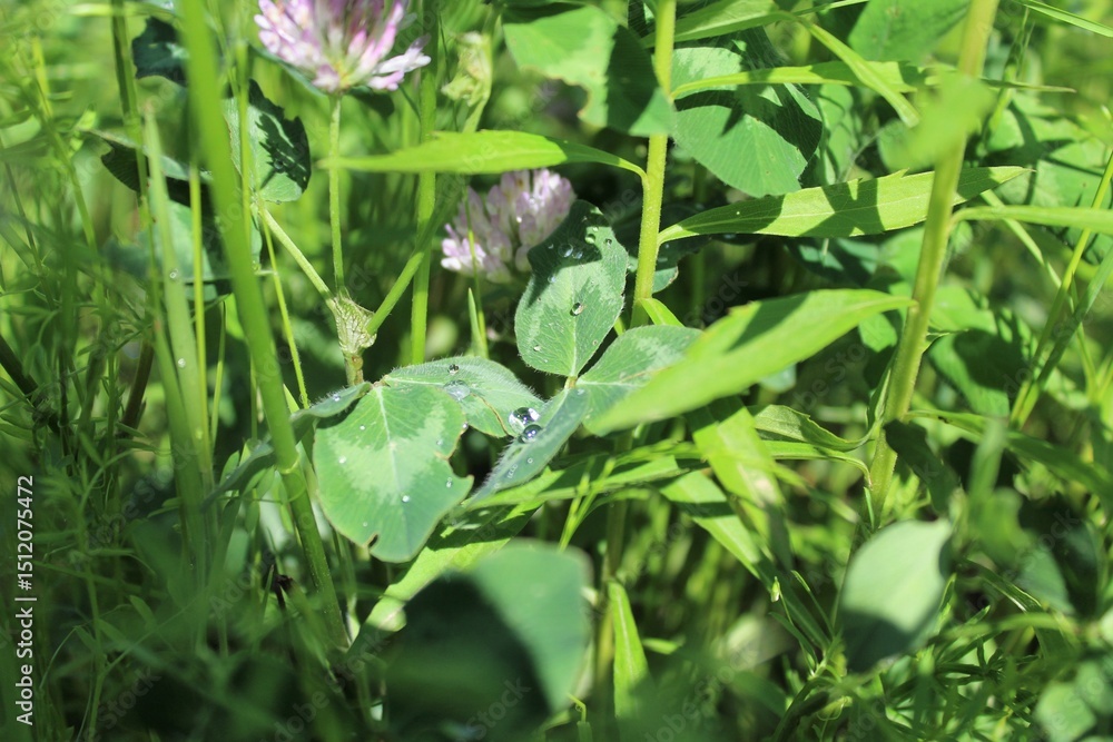 water drops on green grass, Wildflowers and fresh green grass on a field in summer water drops on green grass, Wildflowers and fresh green grass on a field in summer